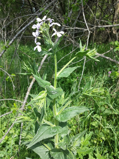 Večernice lesní (Hesperis sylvestris)
Stefan.lefnaer, CC BY-SA 4.0, via Wikimedia Commons