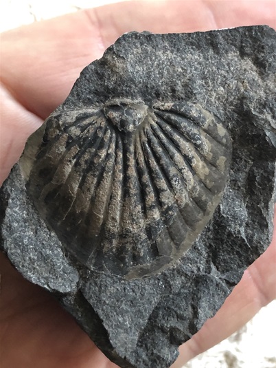 Ocasní štít trilobita Spiniscutellum umbelliferum z lochkovských vrstev radotínských skal Ocasní štít trilobita Spiniscutellum umbelliferum z lochkovských vrstev radotínských skal