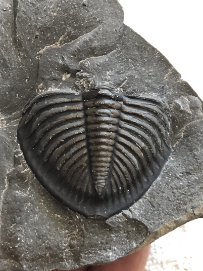 Ocasní štít trilobita Odontochile hausmanni
