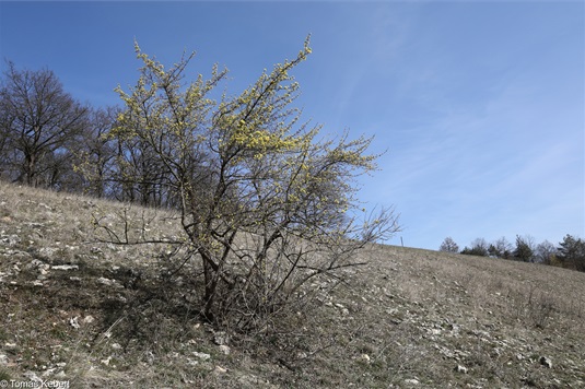Dřín obecný (Cornus mas)
Foto: Tomáš Kebert, botanickafotogalerie.cz