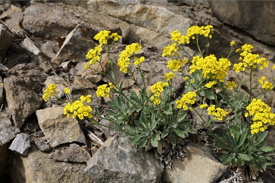 Tařice skalní (Aurinia saxatilis)
Foto: Tomáš Kebert, CC BY-SA 4.0, via Wikimedia Commons