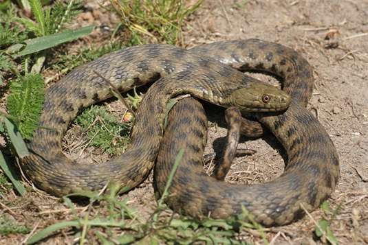 Užovka podplamatá