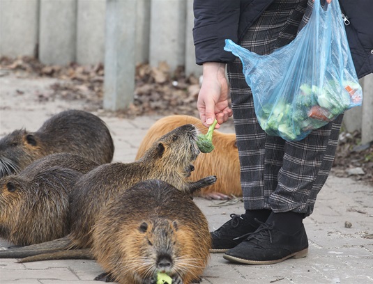 Nutrie říční