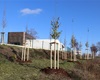 Náhradní výsadba, vyhlídka u dětského hřiště Jarmily Novotné, 30.11.2020