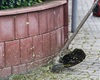 Blokové čištění v okolí Prvomájové ulice, 18.5.2021