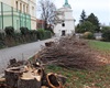 Sázení nových stromů, 5.11.2019