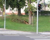 Popadané větve v centru Radotína, 17.8.2023