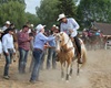 Velké radotínské rodeo o senátorský pohár, 21.5.2016
