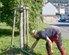 Zálivka pro letošní stromy i stromy vysazené v roce 2019, 18.6.2021