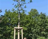 Proběhla další mohutná zálivka na jaře vysazených stromů a keřů, 23.6.2022