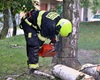 Kácení stromu, 3.9.2020