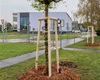 Do začátku května bude vysázeno 85 vzrostlých stromů a 147 keřů, 22.4.2022