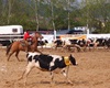 Velké Radotínské rodeo, 4.5.2013