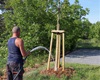 První kontrola a intenzivní zálivka letošních nových stromů a keřů, 3.6.2022