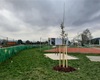 Náhradní výsadba za železnici. Školní areál, 7.12.2020