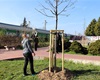 Předání jarní výsadby 56 dřevin, 30.4.2021