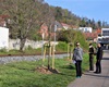Předání jarní výsadby 56 dřevin, 30.4.2021