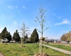 Předání jarní výsadby 56 dřevin, 30.4.2021
