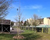 Předání jarní výsadby 56 dřevin, 30.4.2021
