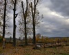 Kácení topolů u řeky, 26.10.2020