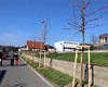 Předání jarní výsadby 56 dřevin, 30.4.2021
