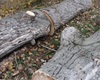 Kácení topolů u řeky, 26.10.2020