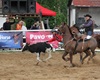 Velké radotínské rodeo o senátorský pohár, 23.5.2015