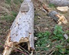 Kácení topolů u řeky, 26.10.2020