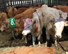 Rodeo 2011 - jediní nepříliš nadšení účastníci