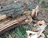 Kácení topolů u řeky, 26.10.2020