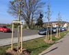 Předání jarní výsadby 56 dřevin, 30.4.2021