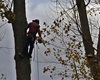 Kácení topolů u řeky, 26.10.2020