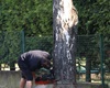 Kácení suchých stromů v Radotíně, 8.5.2020
