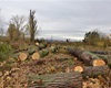 Kácení u řeky, 30.10.2020