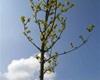 Sázení nových stromů v areálu MŠ Hastrmánek a na biotopu, 26.4.2022