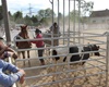 Velké radotínské rodeo o senátorský pohár, 21.5.2016
