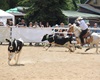 Velké radotínské rodeo o senátorský pohár, 21.5.2016
