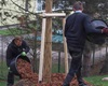 Sázení nových stromů v areálu MŠ Hastrmánek a na biotopu, 26.4.2022