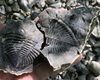 Ocasní štít trilobita Odontochile hausmanni
