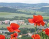 Geologická exkurse do lomu Kosov u Berouna, 14.6.2014, foto: Jiří Bárta