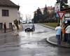 Horymír v Radotíně - recesistická akce Letopisecké komise Rady městské části Praha 16.<br />Foto: MČ Praha 16, Hana Jakubičková