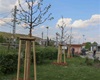 Předávání nových stromů a keřů z letošní jarní výsadby, 4.5.2022