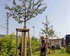 Probíhá další mohutná zálivka na jaře vysazených stromů a keřů, 22.7.2022