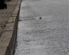Blokové čištění v oblasti Strážovské ulice, 6.6.2023