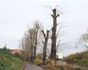 Kácení u řeky, 30.10.2020