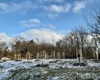 Náhradní výsadba za železnici. Hřbitov Na Pískách, 4.12.2020