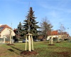 Výsadba nových stromů v Radotíně
